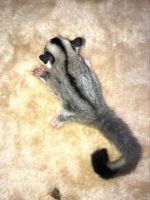 Sugar Glider Animals for sale in South Bend, Indiana. price: NA