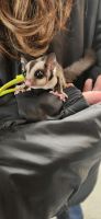 Sugar Glider Rodents for sale in Buford, Georgia. price: $400