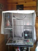 Sugar Glider For Sale in United States (873) | Petzlover