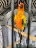 Sun Conure Birds for sale in Naples, FL, USA. price: NA