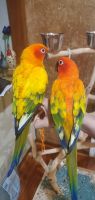 Sun Conure Birds for sale in San Antonio, TX, USA. price: NA