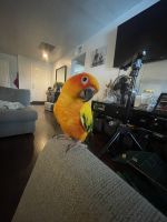Sun Conure Birds for sale in Phoenix, AZ, USA. price: NA