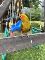 Sun Conure Birds for sale in Bridgewater Township, NJ, USA. price: NA