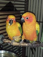 Sun Conure Birds for sale in Edmond, OK, USA. price: NA