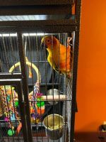 Sun Conure Birds for sale in Matawan, NJ 07747, USA. price: NA