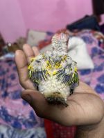 Sun Conure Birds for sale in Saidapet, Chennai, Tamil Nadu, India. price: 5800 INR