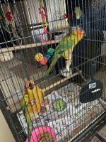 Sun Conure Birds for sale in Bakersfield, CA 93309, USA. price: $2,200
