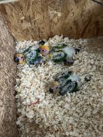 Sun Conure Birds for sale in Summerville, SC, USA. price: $850
