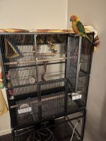 Sun Conure Birds for sale in Auburndale, FL, USA. price: $1,000