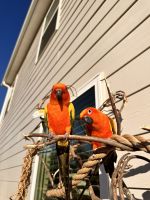 Sun Conure Birds for sale in Spartanburg, SC, USA. price: $1,400