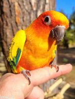 Sun Conure Birds for sale in Tarzana, CA 91356, USA. price: $499