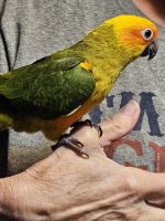 Sun Conure Birds for sale in Fulton, MO 65251, USA. price: $650
