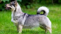 swedish vallhund dog