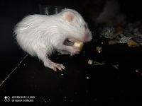 Syrian Hamster Rodents for sale in 47, 19th A Cross Rd, laksmipuram, Indiranagar, Bengaluru, Karnataka 560038, India. price: 250 INR