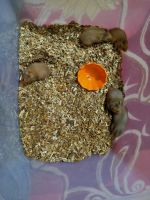 Syrian Hamster Rodents for sale in Agra, Uttar Pradesh, India. price: 1000 INR