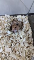 Syrian Hamster Rodents for sale in Kothanur, Bengaluru, Karnataka 560077, India. price: NA