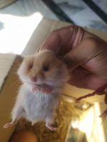 Syrian Hamster Rodents for sale in Kolkata, West Bengal, India. price: 1200 INR
