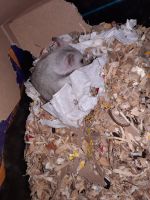 Syrian Hamster Rodents for sale in Hornell, NY 14843, USA. price: NA