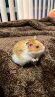 Syrian Hamster Rodents for sale in Miami, FL, USA. price: NA