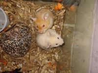 Syrian Hamster Rodents Photos