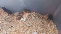 Syrian Hamster Rodents for sale in Hillsboro, MO 63050, USA. price: NA