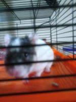 Syrian Hamster Rodents for sale in Colorado Springs, CO, USA. price: $15