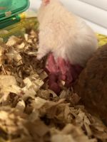 Syrian Hamster Rodents for sale in Davie, FL, USA. price: $499