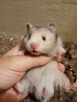 Syrian Hamster Rodents for sale in Parkton, North Carolina. price: $25