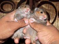 Syrian Hamster Rodents for sale in Pimpri-Chinchwad, Maharashtra, India. price: 1800 INR