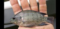 T-bar Cichlid Fishes for sale in Kennesaw, GA 30144, USA. price: $100