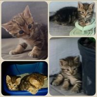 Tabby Cats for sale in Fayetteville, NC, USA. price: NA