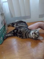 Tabby Cats for sale in Citrus Heights, CA, USA. price: NA