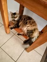 Tabby Cats for sale in Copperas Cove, TX, USA. price: NA