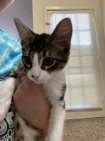 Tabby Cats for sale in Palestine, TX, USA. price: NA