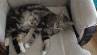 Tabby Cats for sale in Smithville, MO 64089, USA. price: NA