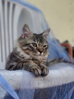 Tabby Cats for sale in Pune, Maharashtra, India. price: 8000 INR