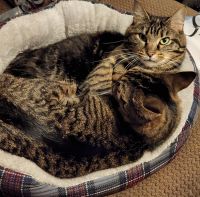 Tabby Cats for sale in Lexington, KY, USA. price: NA