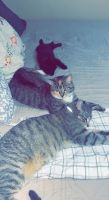 Tabby Cats for sale in McKee, KY 40447, USA. price: NA