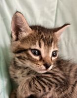 Tabby Cats for sale in Pompano Beach, FL 33071, USA. price: $50
