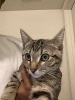 Tabby Cats for sale in Morrow, GA 30260, USA. price: $150