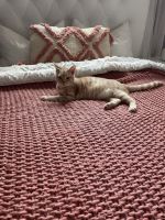 Tabby Cats for sale in Upper Marlboro, MD 20772, USA. price: $150