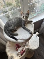 Tabby Cats for sale in Lawrenceville, Georgia. price: $50