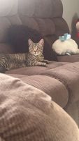 Tabby Cats for sale in Conover, North Carolina. price: $20
