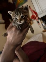 Tabby Cats for sale in Kent, WA, USA. price: $150