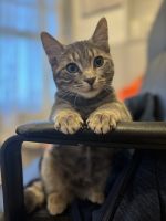 Tabby Cats for sale in Sun Valley, California. price: $30