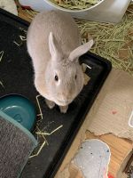 Tan rabbit Rabbits Photos