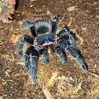 Tarantula Animals for sale in Clearwater, FL, USA. price: $250
