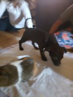 Tea Cup Chihuahua Puppies for sale in Antioch, CA, USA. price: NA