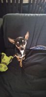 Tea Cup Chihuahua Puppies for sale in Watertown, NY 13601, USA. price: NA