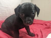 Tea Cup Chihuahua Puppies for sale in Peoria, AZ, USA. price: NA